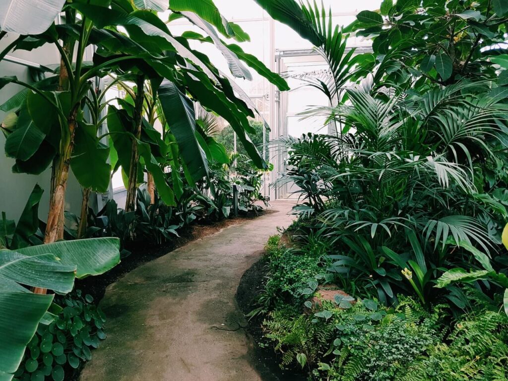 Pathway surrounded by green plants