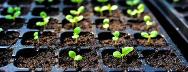 Plant Nursery