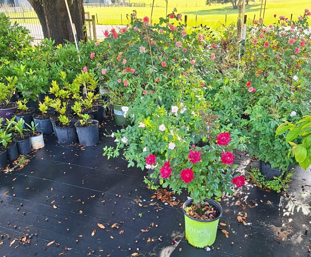 C95a66bd 79a5 48ce B581 383b434ef31c 1024x847